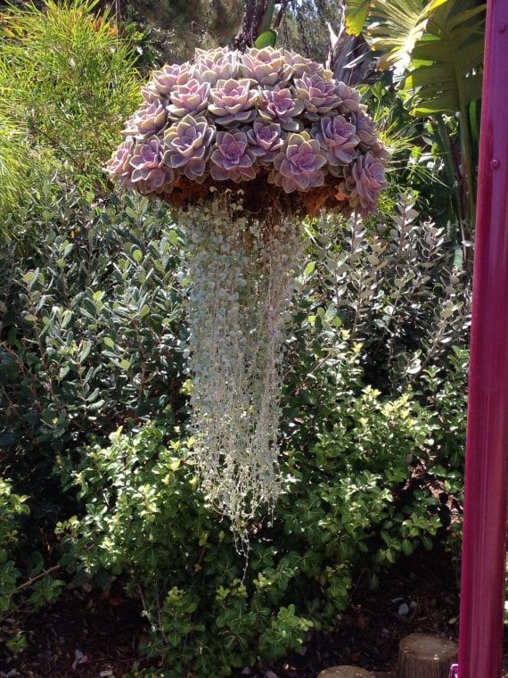 Cómo hacer colgantes de suculentas en forma de medusas