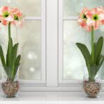 Cómo hacer florar bulbos de amaryllis dentro de casa