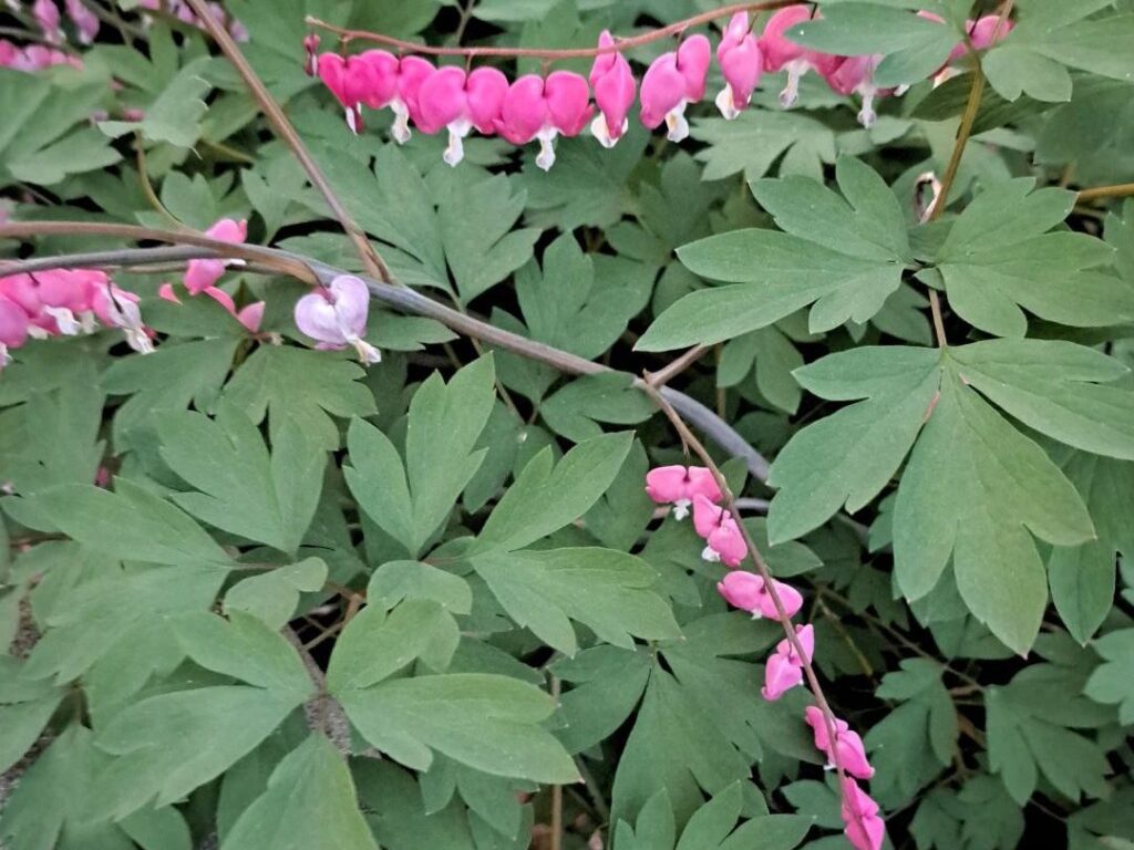 Cómo hacer florecer un corazón sangrante sin flores