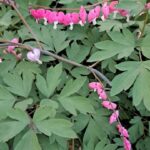 Cómo hacer florecer un corazón sangrante sin flores