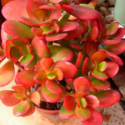 Cómo hacer florecer una Jade Plant con flores rojas