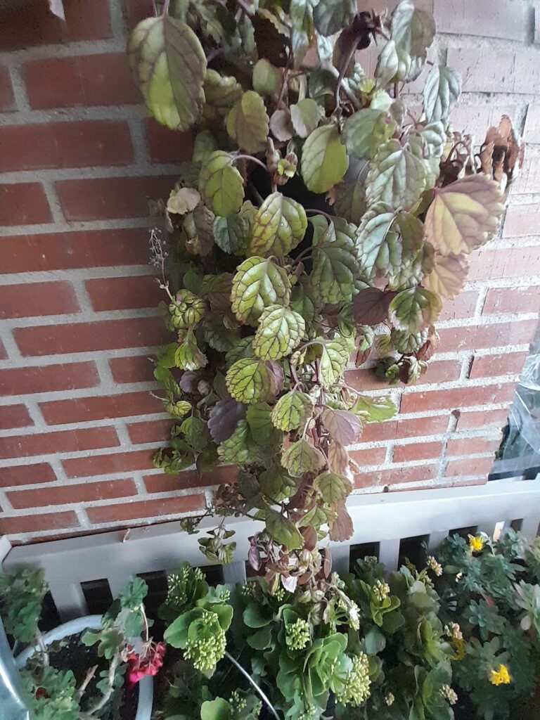 Cómo hacer florecer una planta de dinero en tonos morados