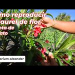Cómo hacer que el laurel de flor florezca sin problemas