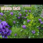 Cómo hacer que el Laurel de Montaña de Texas florezca