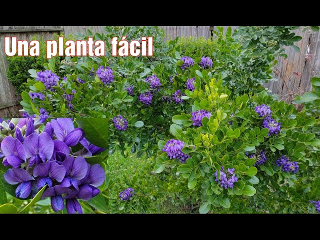 Cómo hacer que el Laurel de Montaña de Texas florezca