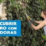 Cómo hacer que la hiedra trepadora se adhiera a la pared y al enrejado
