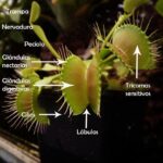 Cómo hacer que la Venus Flytrap cierre correctamente