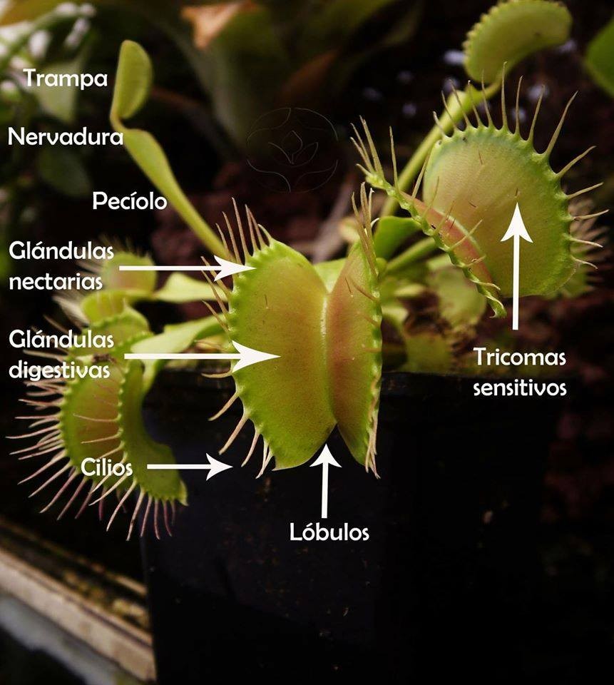 Cómo hacer que la Venus Flytrap cierre correctamente