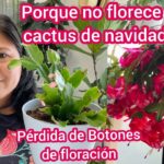 Cómo hacer que un cactus de Navidad florezca cada año