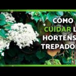 Cómo hacer que una hortensia trepadora suba por un enrejado