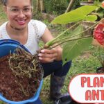 Cómo hacer un trasplante adecuado para tu Anthurium