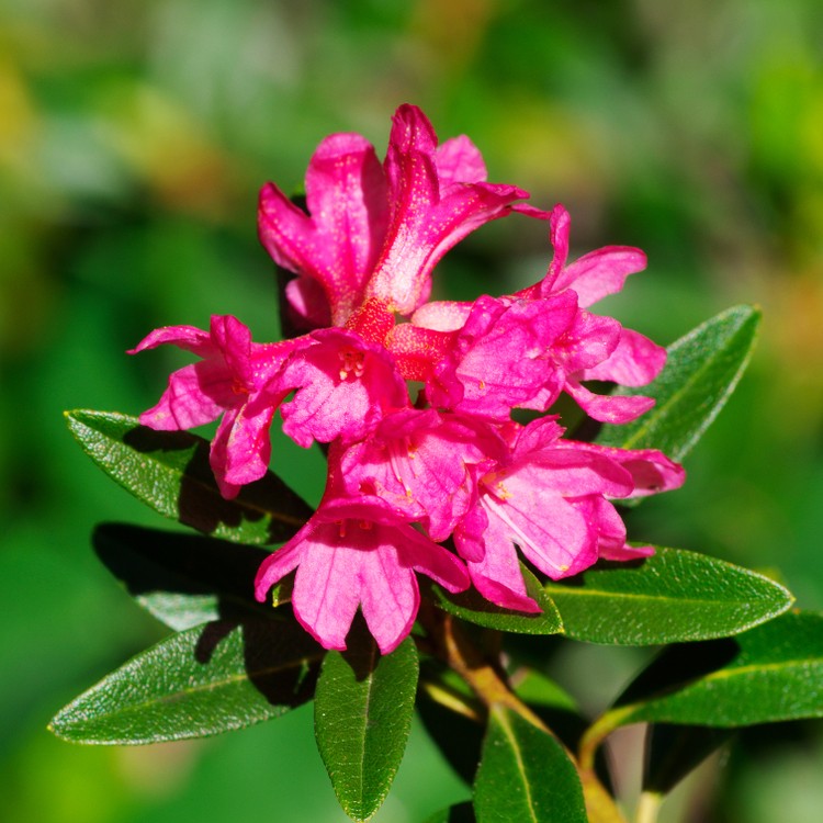 Cómo identificar arbustos de laurel rosa resistentes al frío
