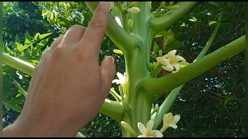 Cómo identificar el sexo de las flores en las pawpaw