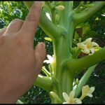 Cómo identificar el sexo de las flores en las pawpaw