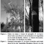 Cómo identificar enfermedades en árboles de mesquite