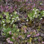 Cómo identificar la Hellebore Black Death en tu jardín