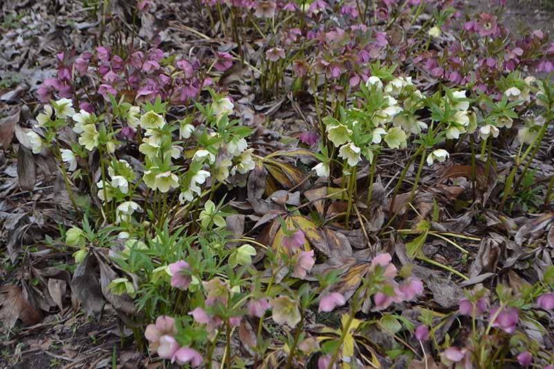 Cómo identificar la Hellebore Black Death en tu jardín