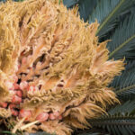 Cómo identificar las flores de las palmeras de sagú en flor