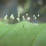 Cómo identificar las larvas y huevos de crisopas en plantas