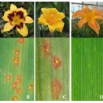 Cómo identificar plagas y enfermedades en lirios de agua
