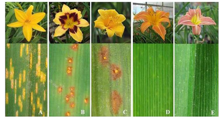 Cómo identificar plagas y enfermedades en lirios de agua