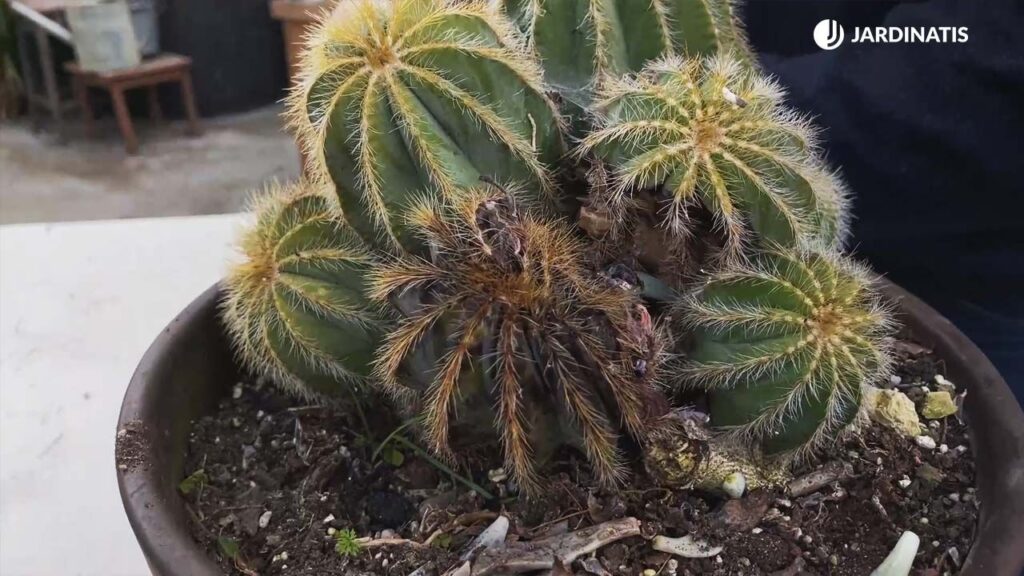 Cómo identificar si un cactus tiene un exceso de agua