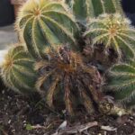 Cómo identificar si un cactus tiene un exceso de agua