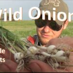 Cómo identificar y comer Wild Onion Chives de forma segura