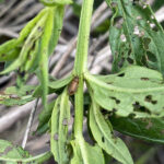 Cómo Identificar y Controlar 7 Plantas Invasoras en Tu Patio