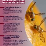 Cómo identificar y controlar las moscas de la raíz en hortalizas