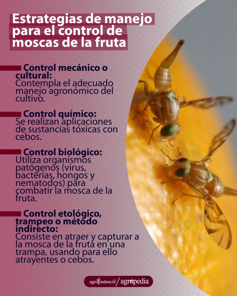 Cómo identificar y controlar las moscas de la raíz en hortalizas