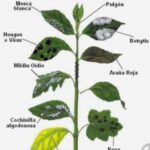 Cómo identificar y controlar plagas en las plantas