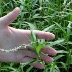 Cómo identificar y controlar Smartweed en el césped