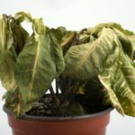 Cómo identificar y salvar plantas muertas o moribundas