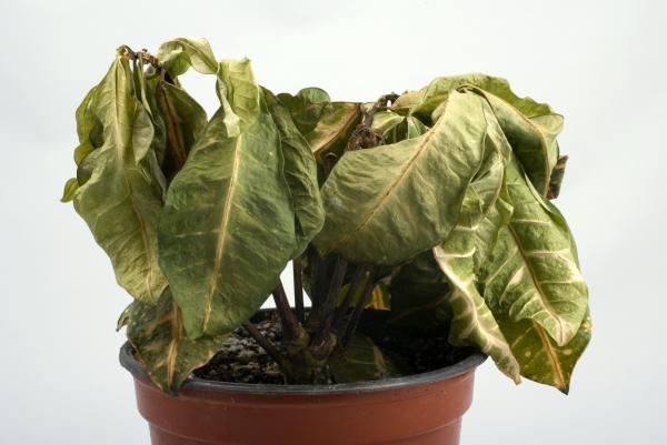 Cómo identificar y salvar plantas muertas o moribundas