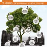 Cómo identificar y tratar a un árbol de London Plane enfermo