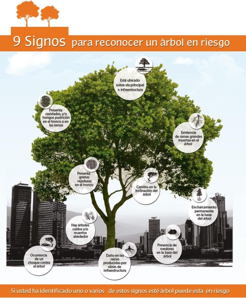 Cómo identificar y tratar a un árbol de London Plane enfermo