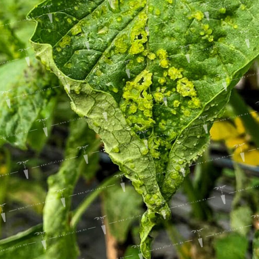 Cómo identificar y tratar el edema en plantas de tomate