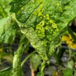 Cómo identificar y tratar el edema en plantas de tomate