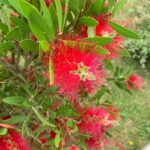 Cómo identificar y tratar enfermedades en la planta de limpiatubos