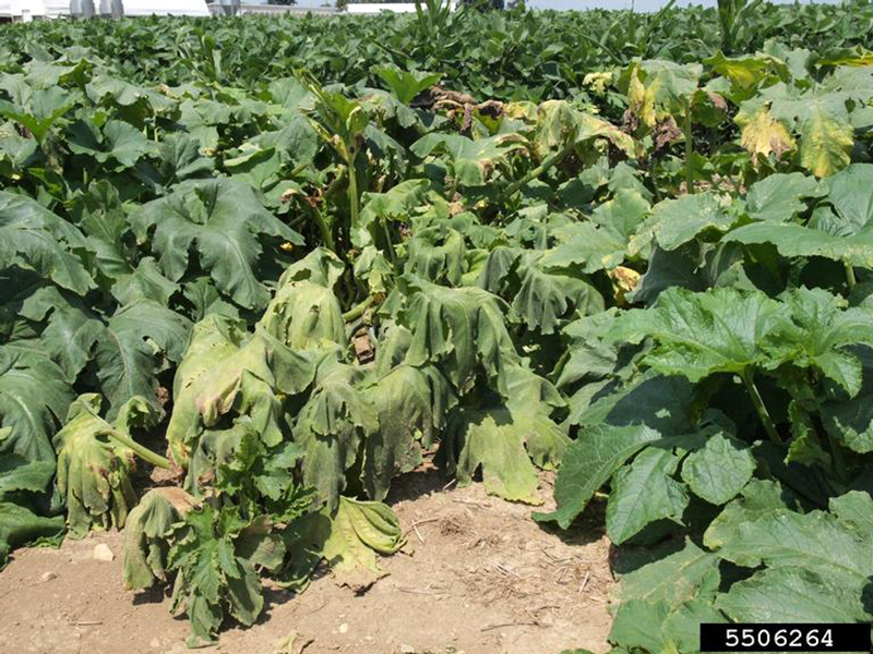 Cómo identificar y tratar la marchitez en calabacines