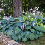 Cómo impacta la presencia de hostas en un jardín en la atracción de insectos