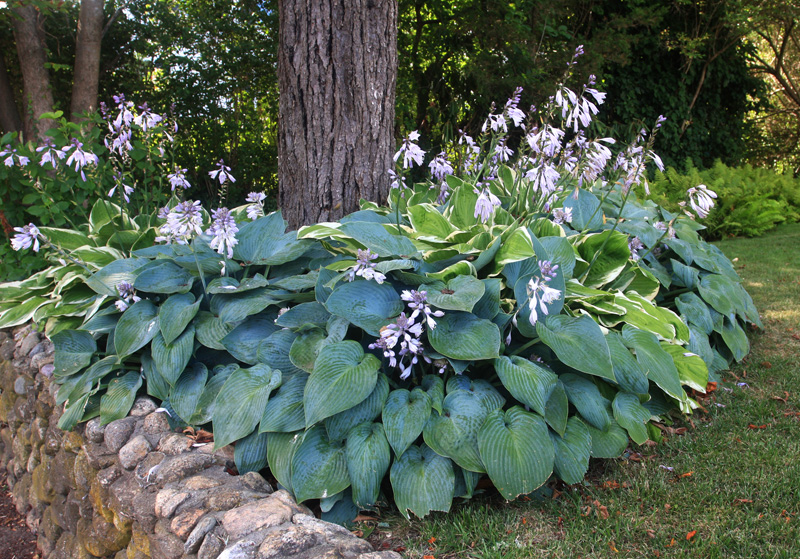 Cómo impacta la presencia de hostas en un jardín en la atracción de insectos