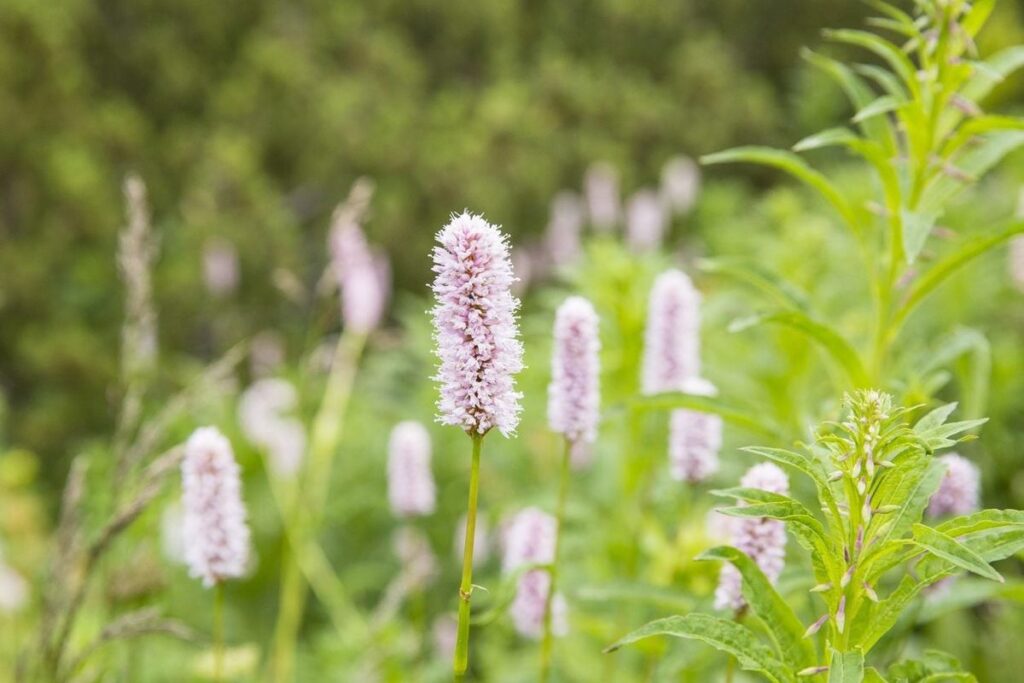 Cómo incorporar el Common Bistort en el paisajismo
