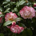 Cómo lograr que las camelias florezcan abundantemente
