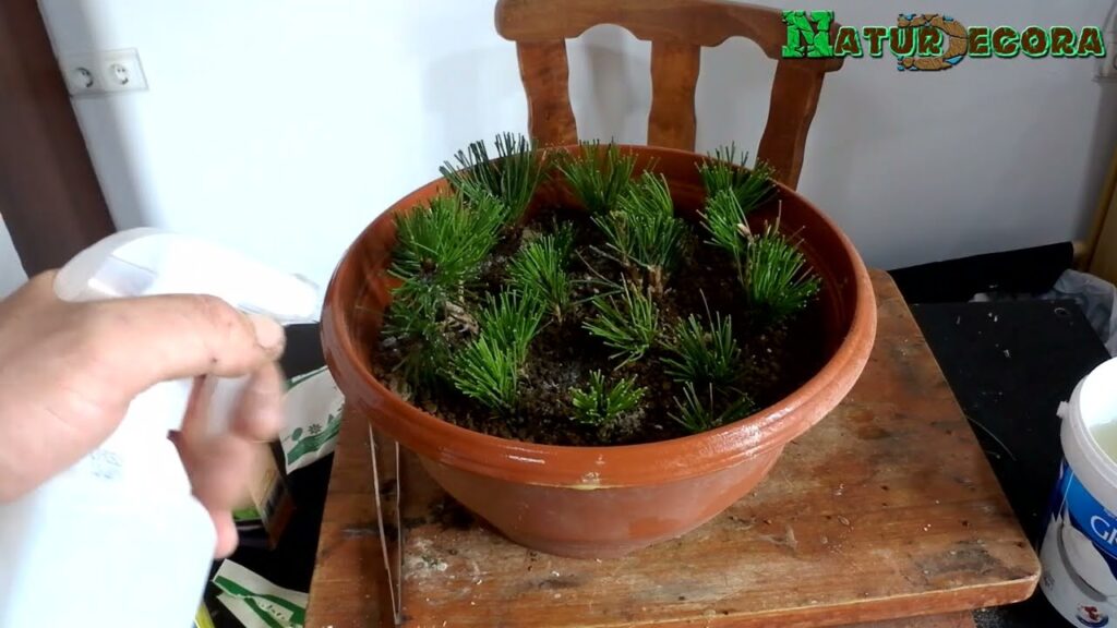 Cómo lograr un enraizamiento efectivo de esquejes de pino