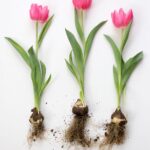 Cómo lograr una floración continua con tulipanes