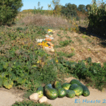 Cómo madurar calabazas Butternut en el jardín de forma eficaz