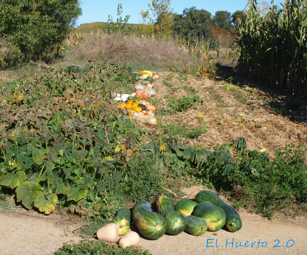 Cómo madurar calabazas Butternut en el jardín de forma eficaz