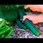 Cómo madurar pepinos fuera de la planta de manera efectiva